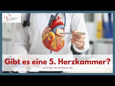 Gibt es eine 5  Herzkammer?