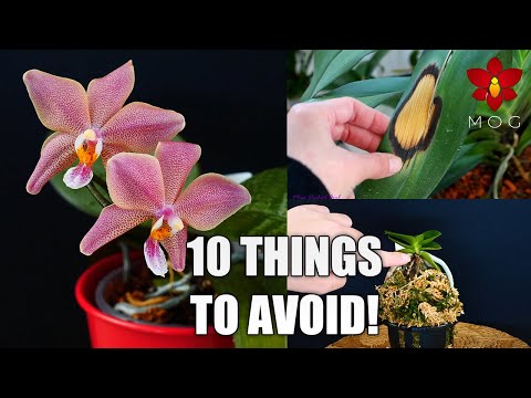 10 Things Orchids Hate - Avoid these things with your Orchid! | Orchid Care for Beginners