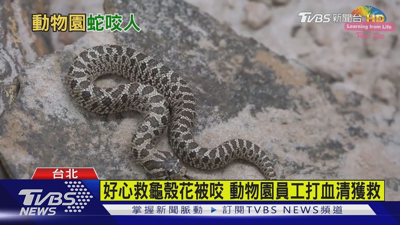 好心救龜殼花被咬 動物園員工打血清獲救