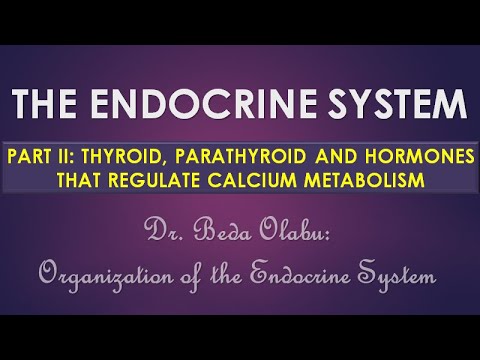 ORGANIZATION OF THE ENDOCRINE SYSTEM PART II - THYROID & PARATHYROID GLANDS & CALCIUM METABOLISM