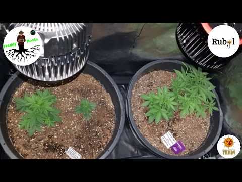 Freddy Roots - 1x 48W Red & 2x Rubol Josephine 135W - Week 3 Veg - 2 Orange Sherbert & 2 Shiskaberry