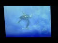 Finding Nemo Goodbye Turtles In Full Screen