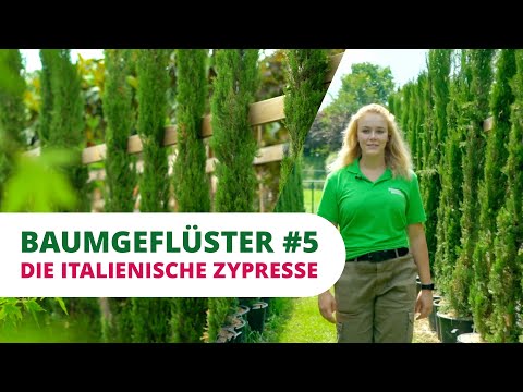 Baumgeflüster #5 | Die Italienische Zypresse