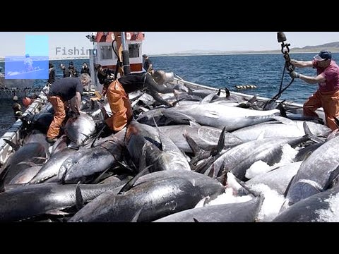 The Most Big Net Fishing Tuna || Amazing Net Fishing Under Ice Catch Hundreds Tons of Big Fish