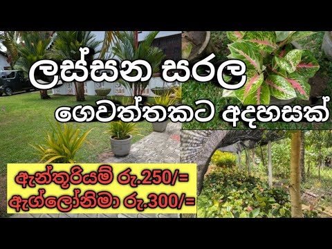 සරල ගෙවත්තකට අදහසක් ගමුද?🤍🌺#gardening #homegarden #gardendesign