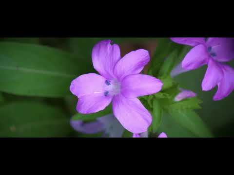 Ika kalangadan ku AMILIN BARANTING - Karaoke