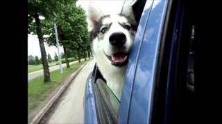 Jimmy husky loves driving
