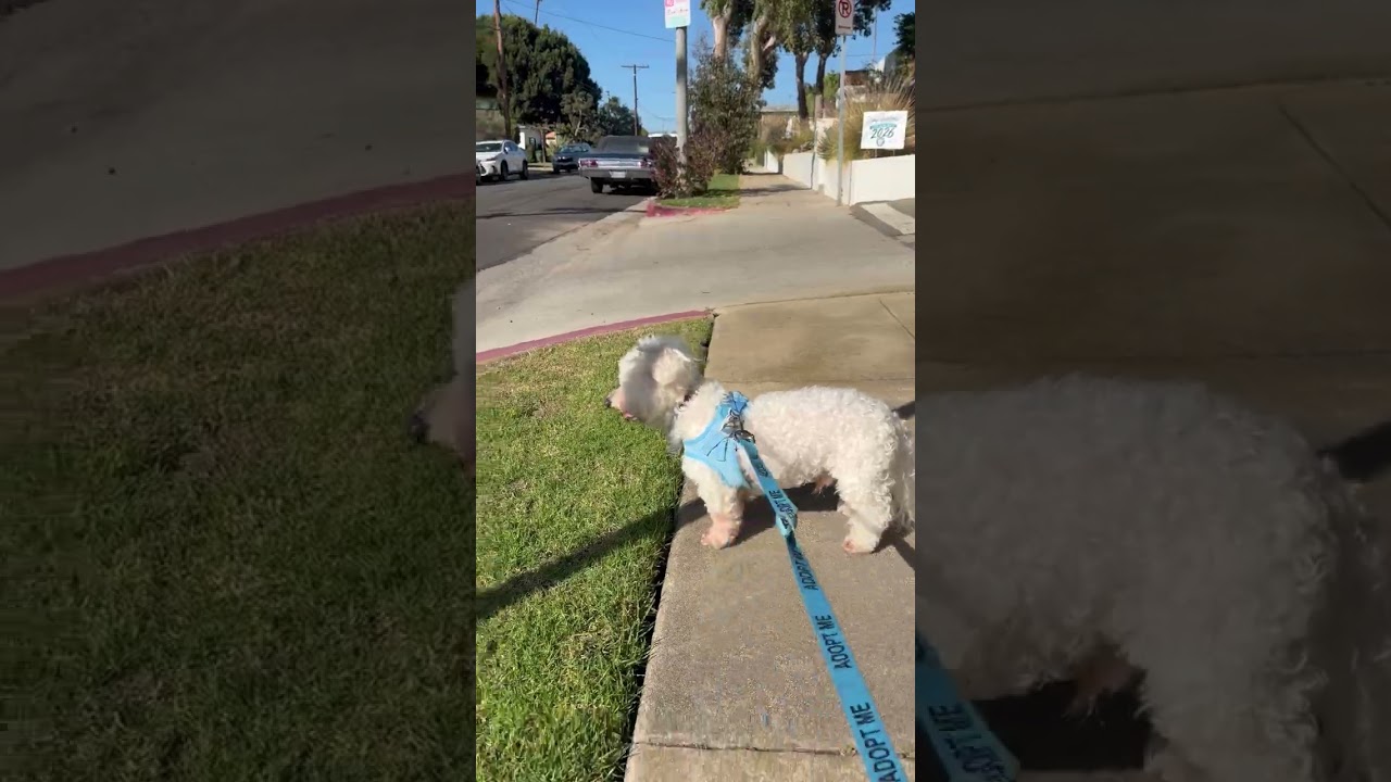 Toto, a ADOPTABLE mixed breed in Santa Monica, CA video 4/4