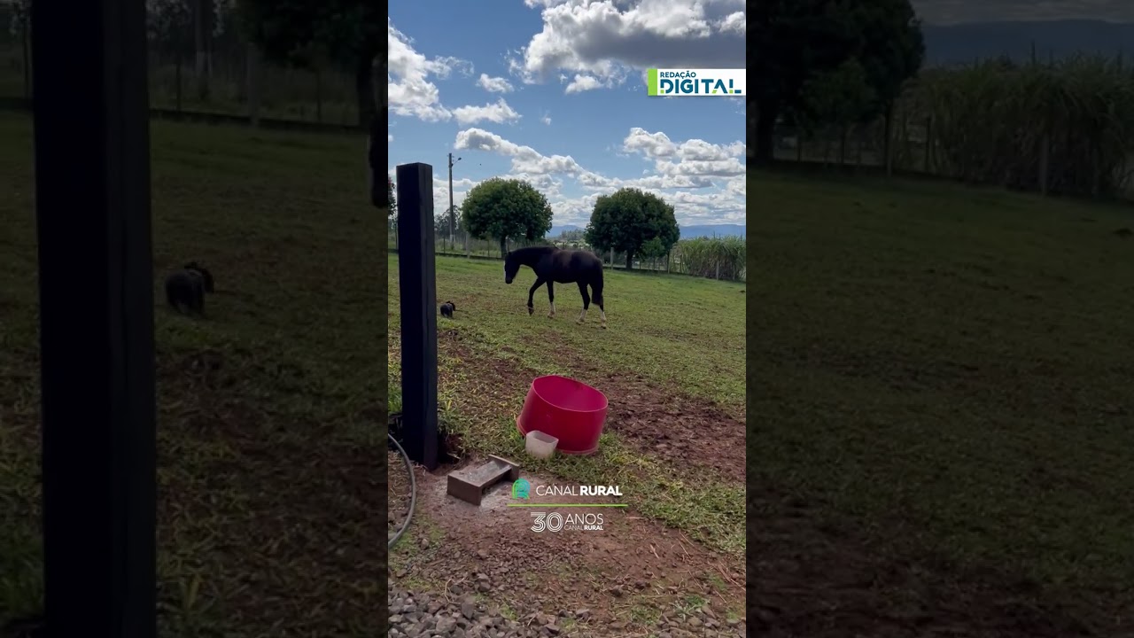 Salsichinha faz amizade inesperada com jovem égua