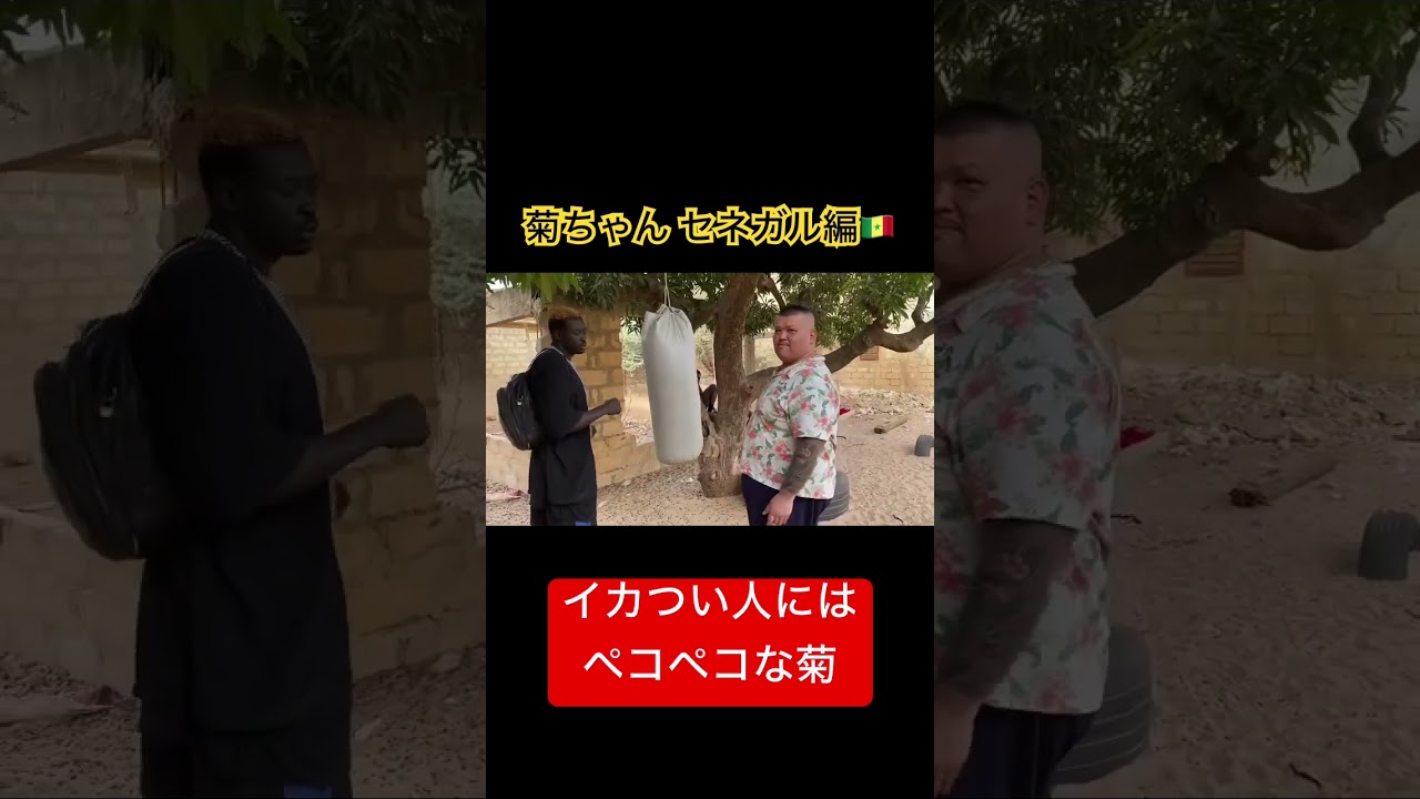 セネガルのヤンキーにペコペコの菊ちゃん  #shorts