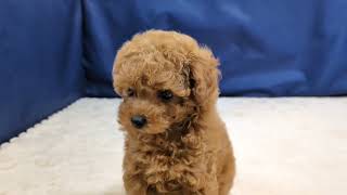 トイプードルの動画01