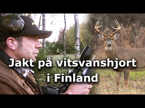 Jakt på vitsvanshjort i Finland (Hunting whitetail)