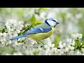 Peaceful music, Relaxing music, Instrumental Music "Early Morning Meadow" Tim Janis