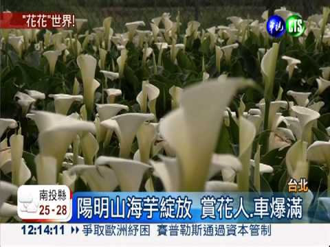 陽明山海芋綻放 賞花人.車爆滿