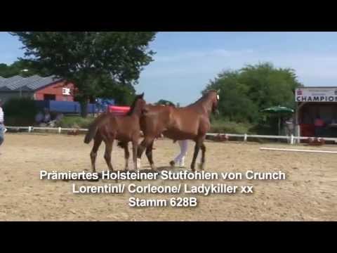 Prämiertes Holsteiner Stutfohlen von Crunch