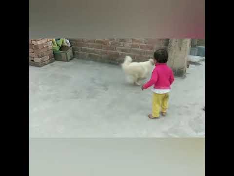 Anuja playing with Anni (pet) dog.