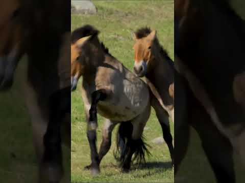 , title : 'Przewalski's Horse Defending Territory #shorts #short'
