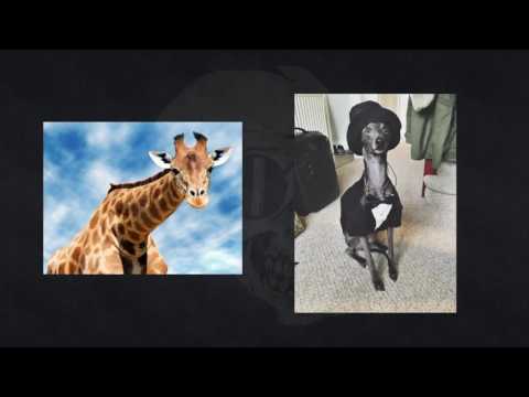 ] Shaun and Jen- The Great Replacement Isn't real ft. Lauren Southern