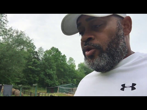 Lions do not concern themselves with sheep