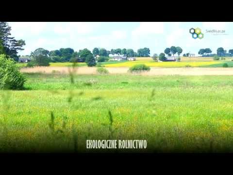 Siedliszcze - zasobna gmina