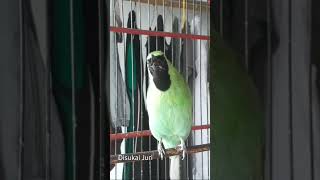 Download lagu Cucak Ijo full Roll Tembak disukai juri mp3 Download lagu Cucak Ijo full Roll Tembak disukai juri mp3