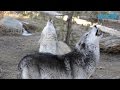 Why Do Wolves Howl?