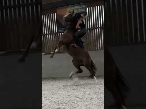 😭#fall #horses #problems #shesokay #equestrian #worst #worstmoments #fyp #shorts #blowup #crying