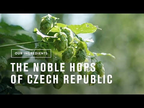 The Noble Hops of the Czech Republic