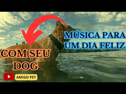 AMIGO PET - MÚSICA PARA UM DIA FELIZ COM SEU DOG #musicas