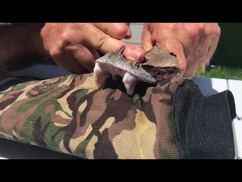 West African Gaboon adder bite