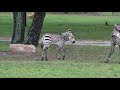 Baby Zebra Born At Disney S Animal Kingdom Lodge