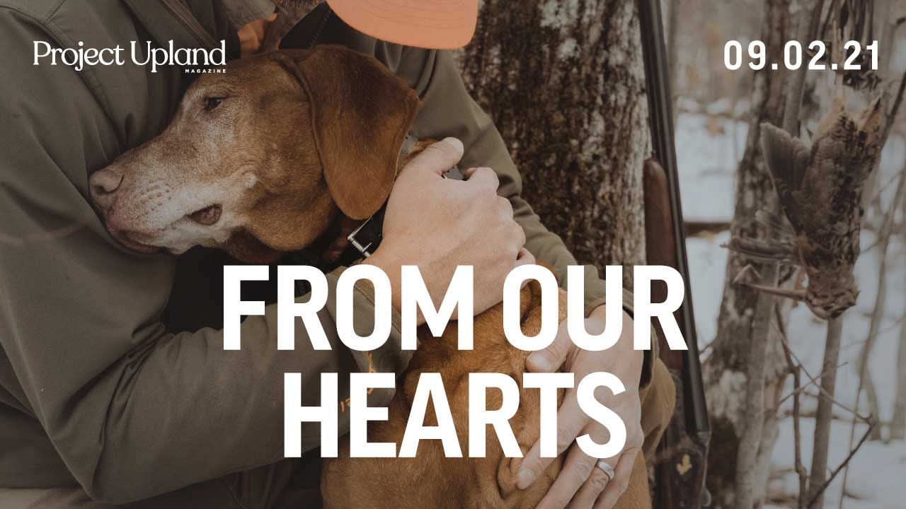 Watch video Upland Hunting with a Vizsla - From Our Hearts - A Project Upland Original FIlm Now Upland Hunting with a Vizsla - From Our Hearts - A Project Upland Original FIlm