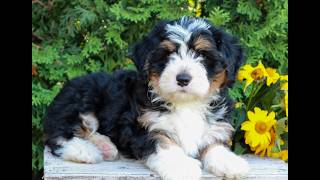 Video preview image #1 Bernedoodle (Miniature) Puppy For Sale in LITITZ, PA, USA