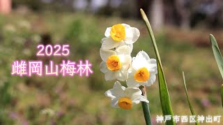 雌岡山梅林 2025～神戸市西区神出町～