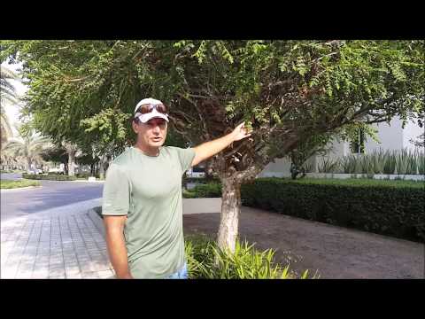 PLANTS OF OMAN - The Frankincense Tree, Boswellia sacra