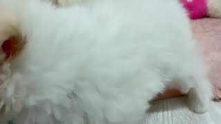 ハーフ犬の動画01