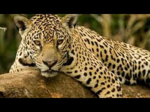 ONÇA-PINTADA OU JAGUAR A MAJESTADE DAS FLORESTAS!!O MAIOR FELINO  DAS AMÉRICAS...