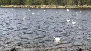 Nature Sounds with Swan in the sea..🦢 🦢 🦢 | Finland 🇫🇮