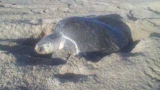 preview picture of video 'Turtle laying eggs on beach #1 - Costalegre, Mexico :: Trans-Americas Journey 4-2-09'