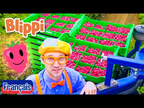 Rêve de framboise - Blippi en français | Vidéos éducatives pour les enfants
