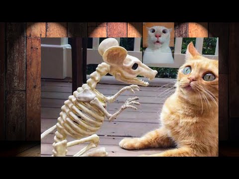 The Funniest Cats and Dogs | Try Not to Laugh | Nature's Charisma