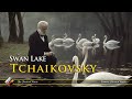 Tchaikovsky Swan Lake 1 Hour NO ADS Swan Theme Most Famous Classical Pieces AI Art 432hz