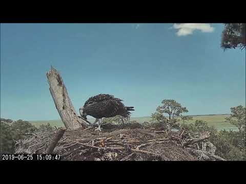 Savannah Osprey Cam ~ LIttle 3 Takes A Fish Off The Nest Again!  June 25, 2019