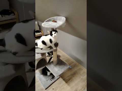 Postavme společně útulek pro kočky a psy