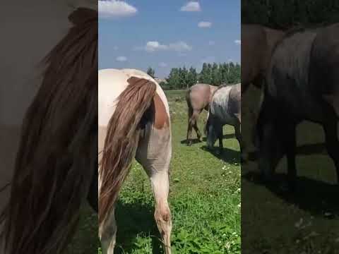 , title : 'Stallion went for a walk in a herd of mares ।  Beautiful Horses'