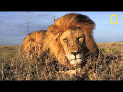 Lions Roar   Motivational Video