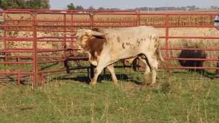 preview picture of video 'Trip Wire- Texas Longhorn Bull at Heaven On Earth Ranch'
