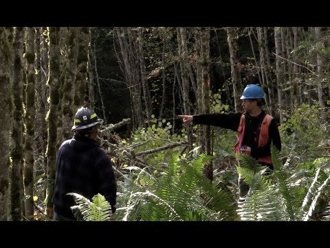 Forest Thinning Benefits & Tips