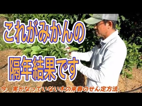 オレンジの木はどのくらいの温度に耐えることができますか?凍っていますか？冬に凍ってしまった場合の復活方法は？  庭園
