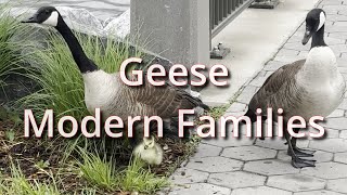 Geese Modern Families